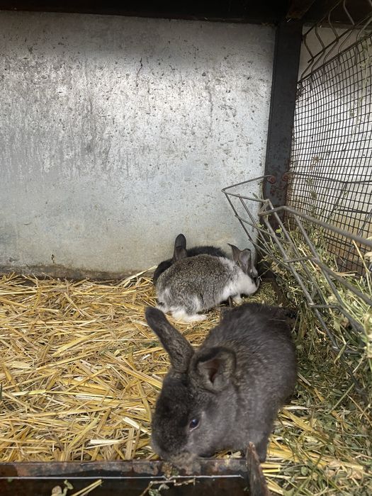 Scot la vanzare 2 masculi de hycole francez si 8 pui