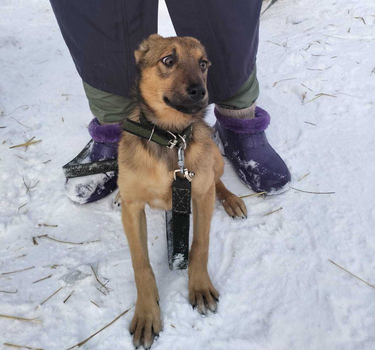 Малышка Броня готова к пристройству