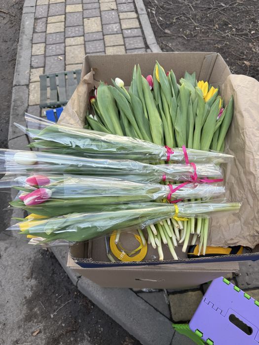 продаю цветы тюльпаны