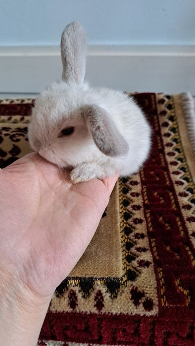 Кролик декративный