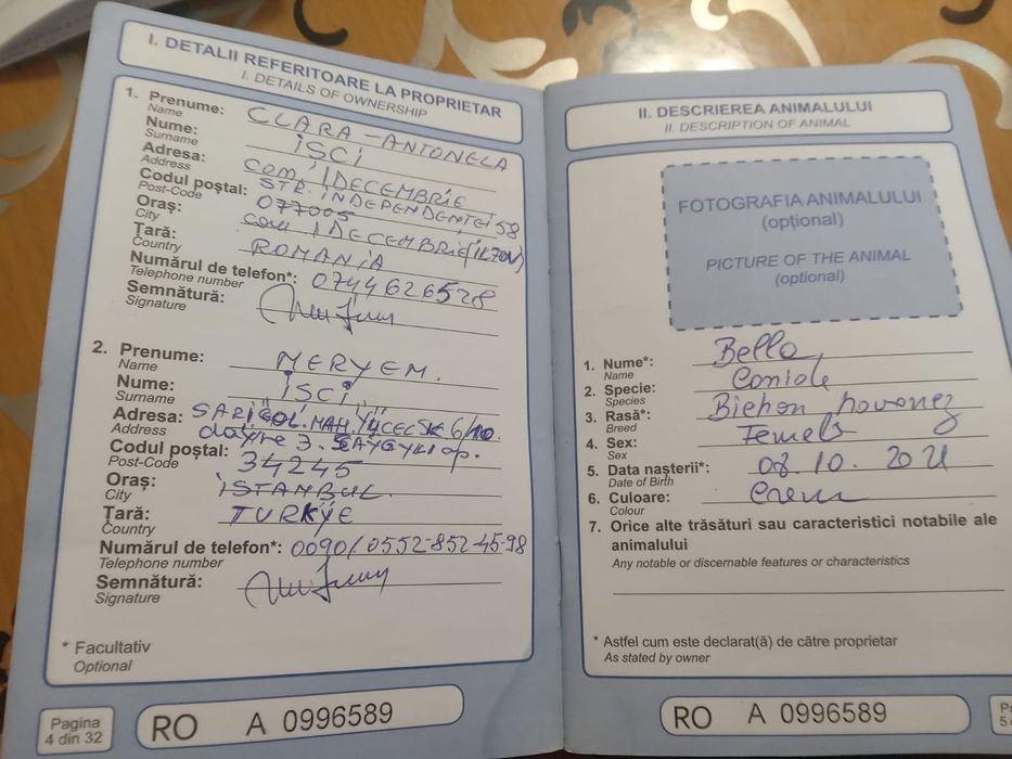 Vănd cătelusă Bishon maltez