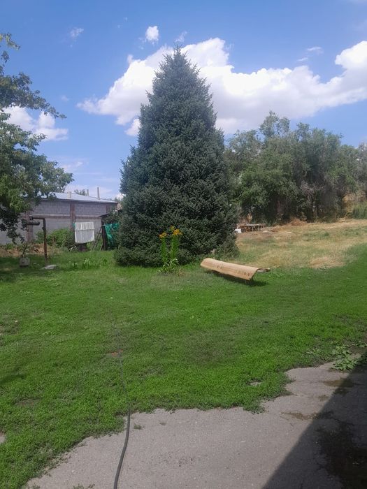 Продам ёлку 39 лет