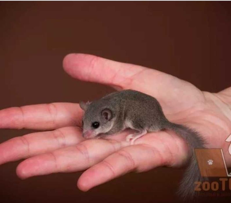 Продам грызуна с боксом.