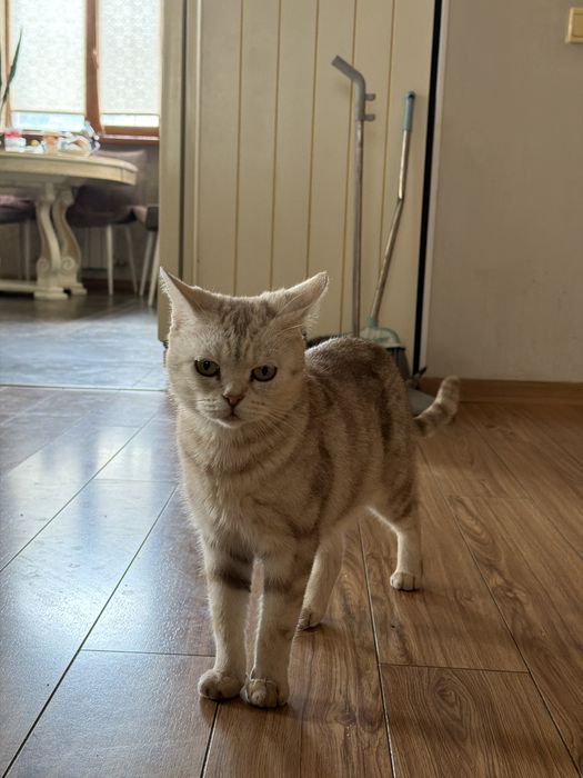 Отдам котят в хорошие руки