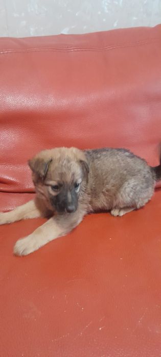 Отдам щенка в добрые руки