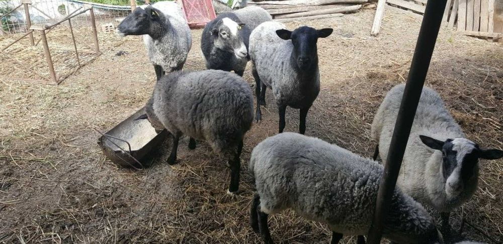 Vând Oi/Miei din Rasa Romanov