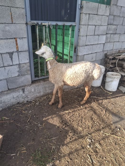 Продам кошкара срочно