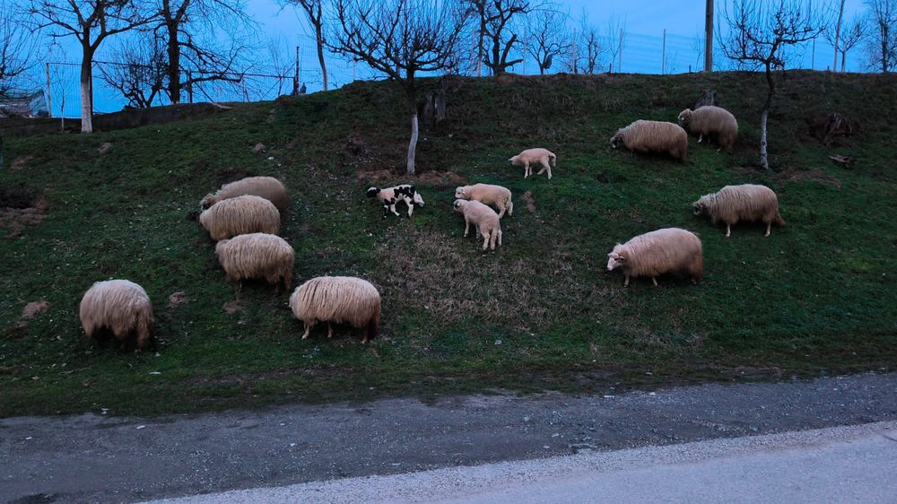 9 oi/ 6 miei de vanzare