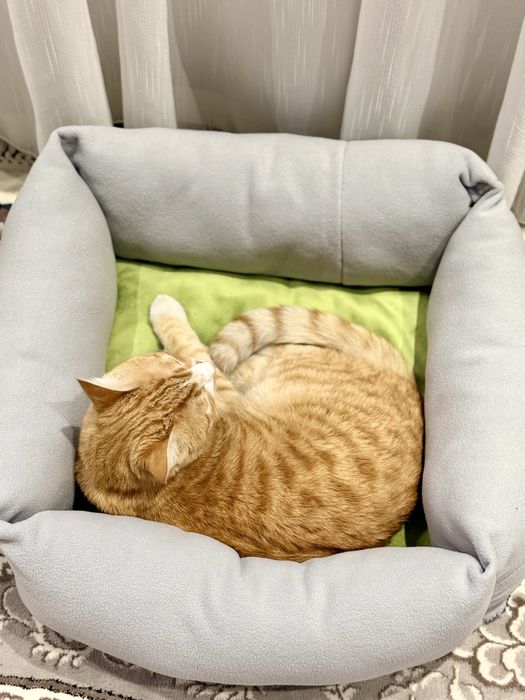 Зоомагазин Лежаки Домики Воротники Игрушки Кормы Лакомства