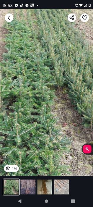 Vănd puieți tratați salcâm mestecă fag Brad molid plop pin Tei frasan