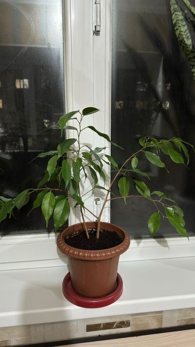 Комнатные Цветы Продам