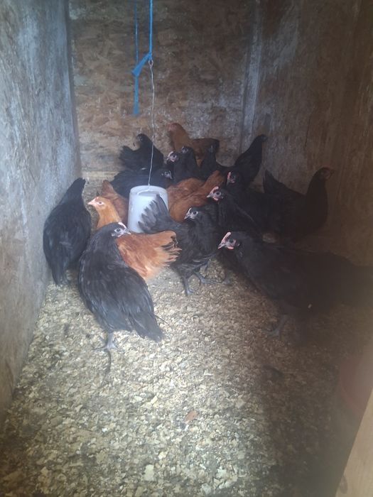 Cocosei australorp si new hampshire