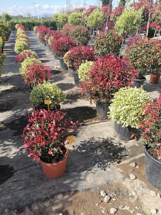 Vând tuia leylandi chiparos, smarald, spirală, pon pon, magnolie,etc.