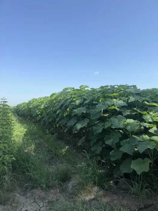 Павловния Шанг Тонг (вилоятларга доставка бор)