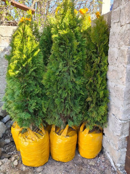 Туи ели гортензии яблони газон