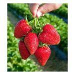 Предлагам Целогодишен расад ягуде и малини