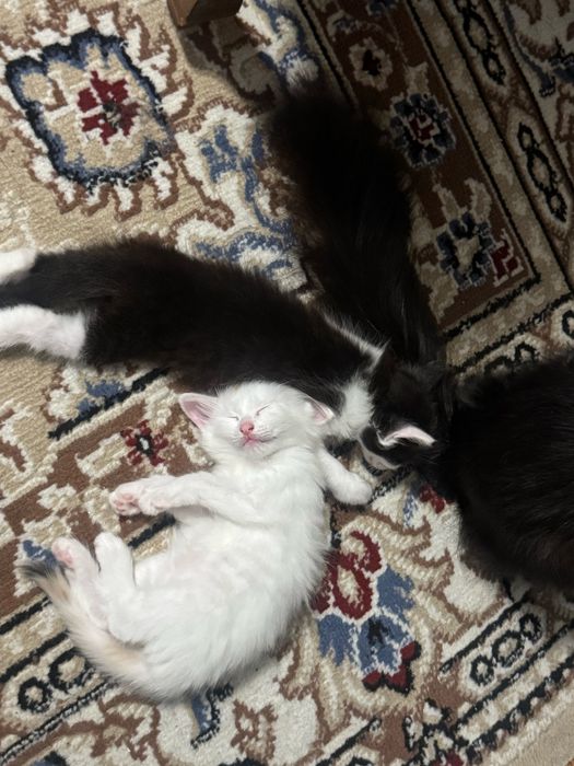 Отдам белого котенка девочку