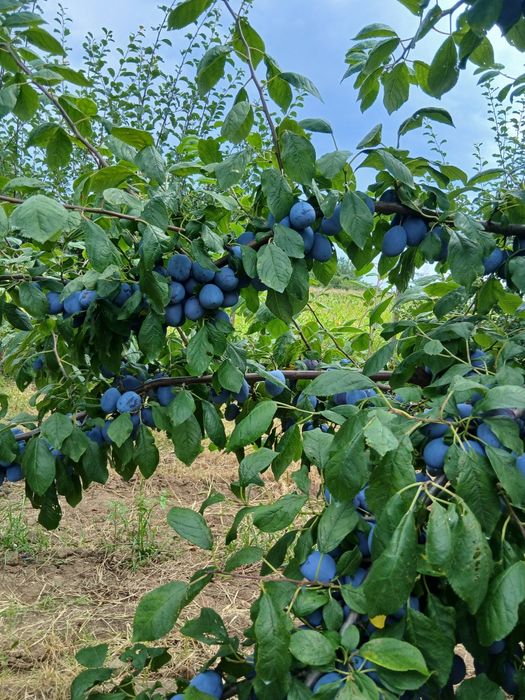 Prune. Soi Piteștean și centenar.