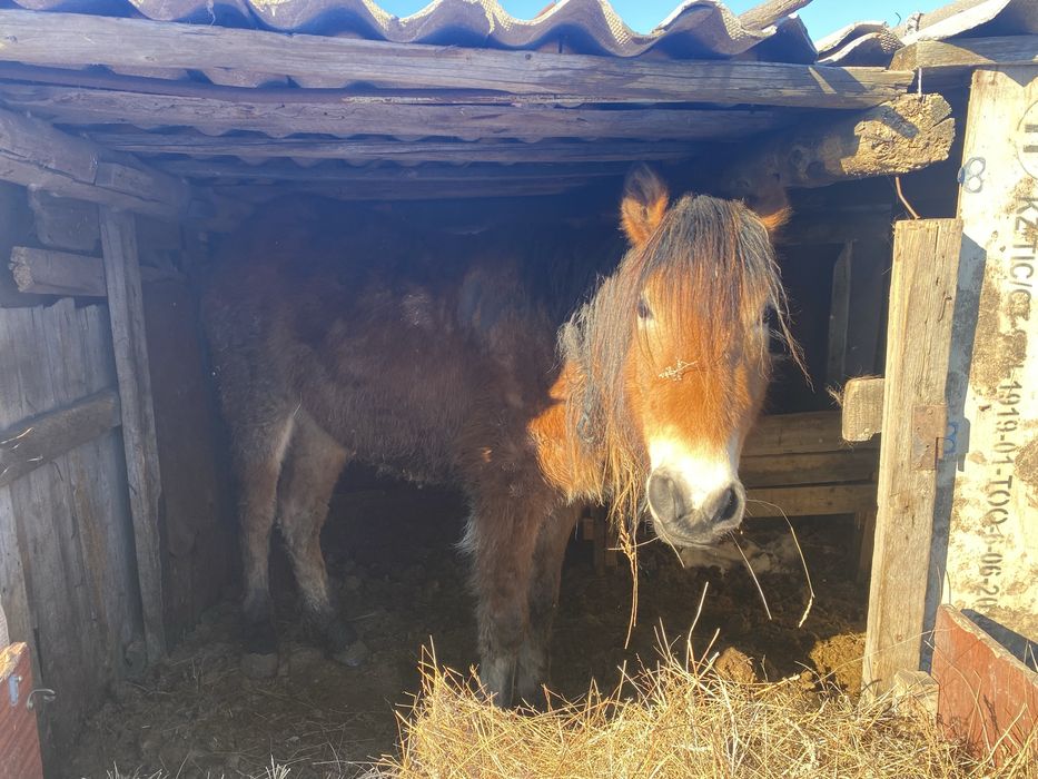 Продам лошадь продам