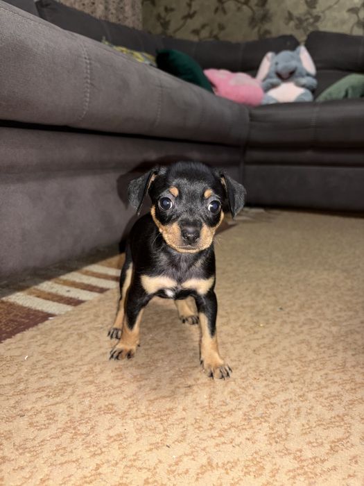 В продаже щенки той терьера