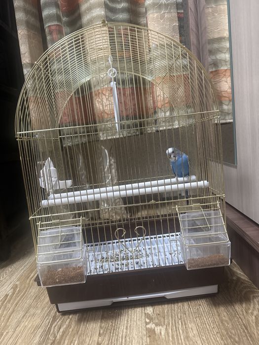 Продается попугай