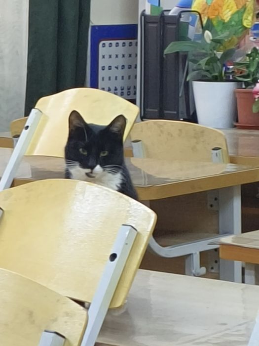 Отдам в хорошие руки