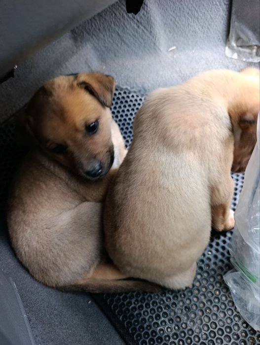 В добрые руки щенята