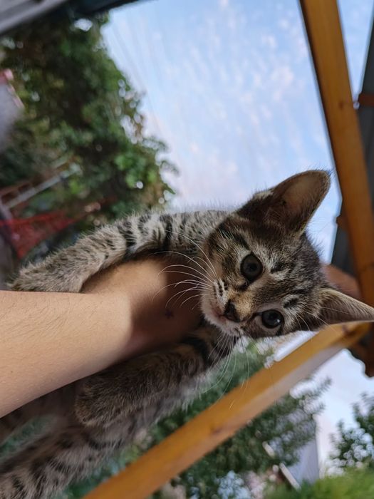 Котята в хорошие руки