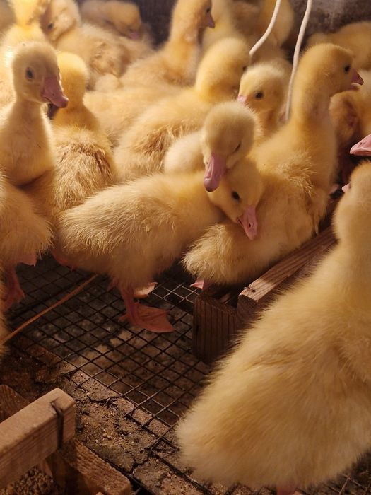 Гуси Крупно Серый и Линда