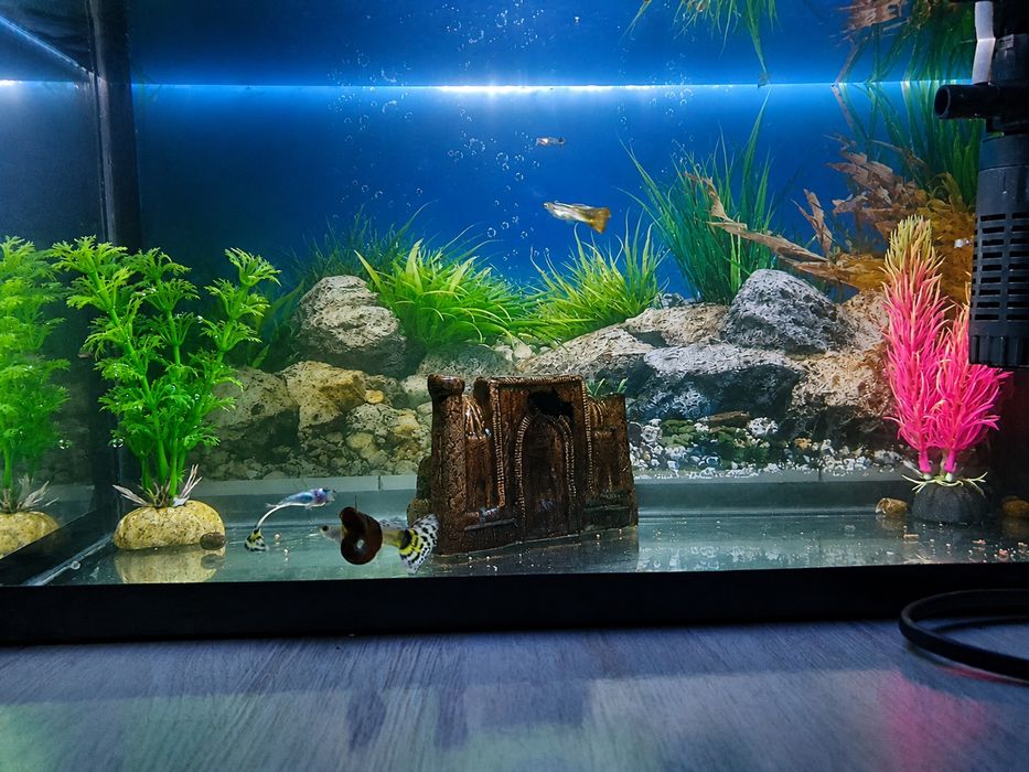 Akvarium sotiladi
