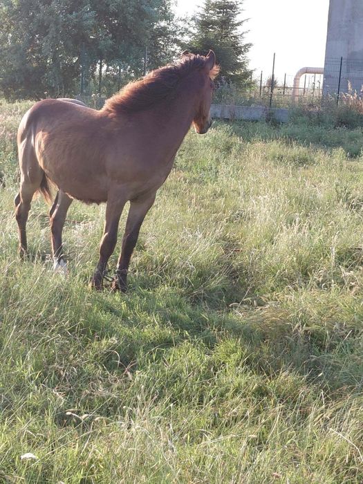 Продавам Кон на 1 година и 7 месеца