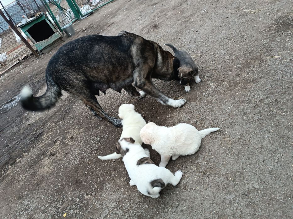 Продам Щенков Алабая