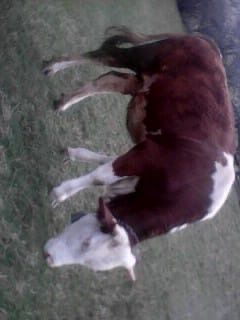 Juninca de vanzare!
