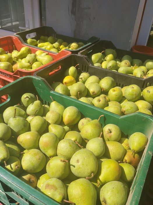 Pere și prune pentru țuică