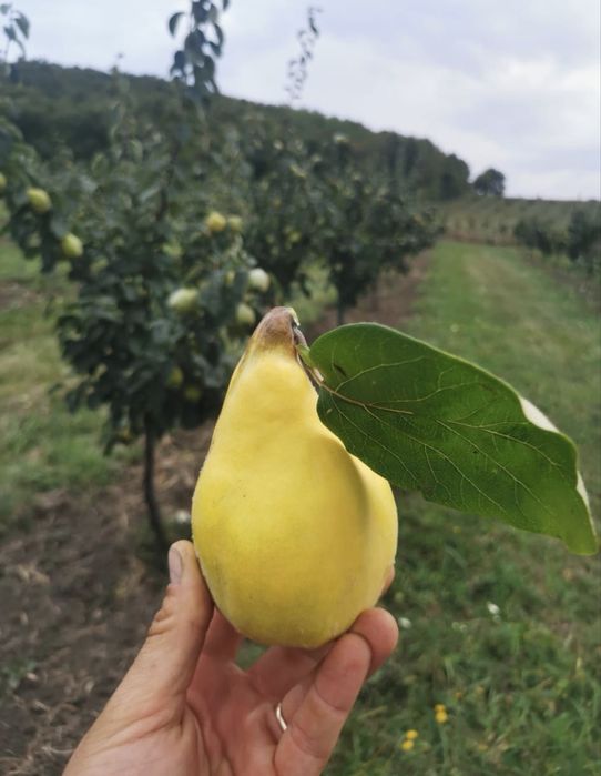 Gutui parfumati pentru tuica , palinca