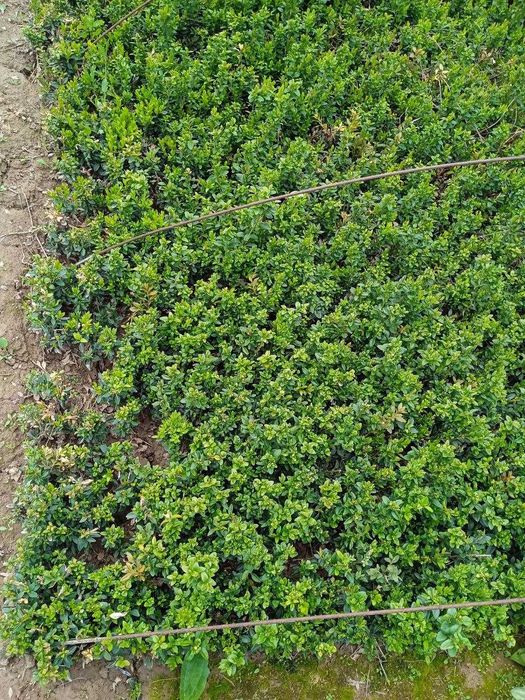 Shamshod 1.5 yilli kochat. Mayda bayli