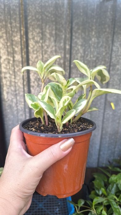 Пеперомия,, Obtipan Citrus Twist,,