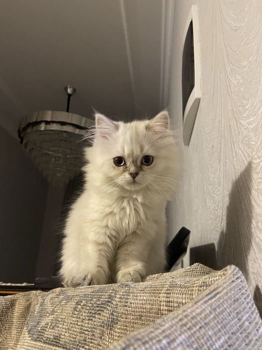 Кошечка продается