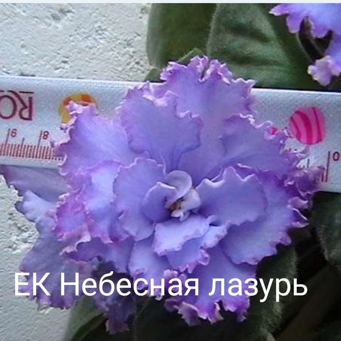Продам сортовые цветущие фиалки