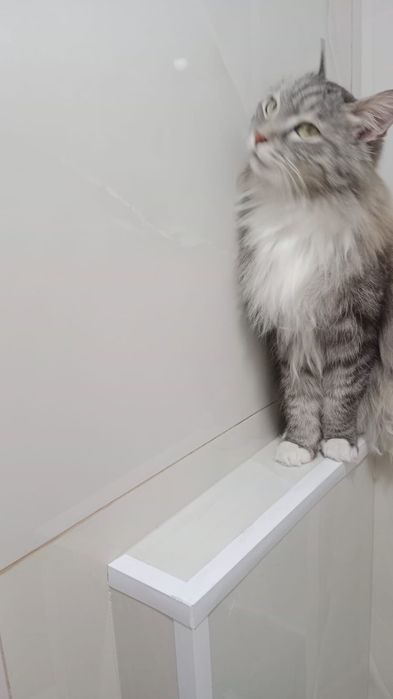 Отдам кота в хорошие руки