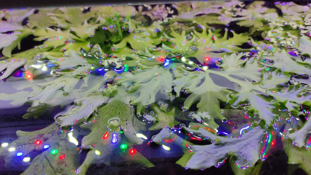 Продам растения папоротник крыловидный!!!