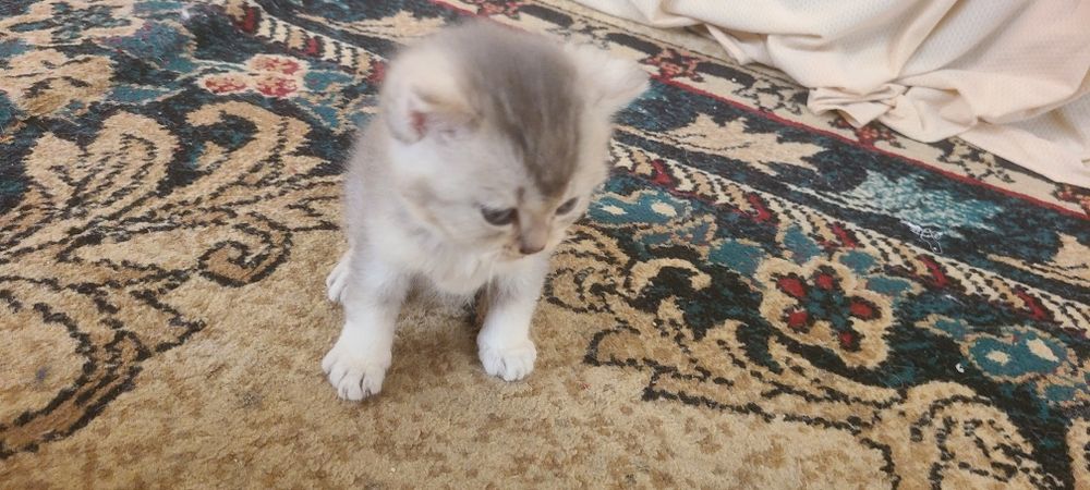 Serebritskiy Shinshila mushukchalar sotiladi