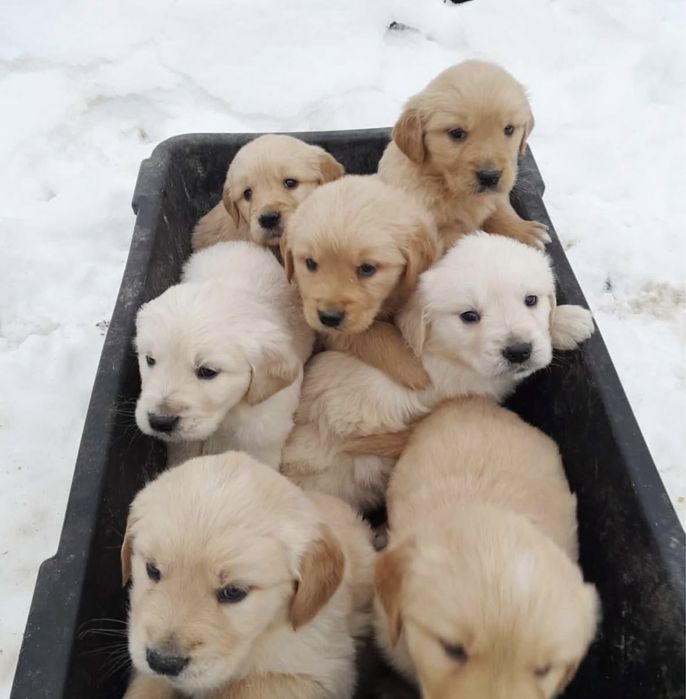 Золотистый ретривер щенки мальчики