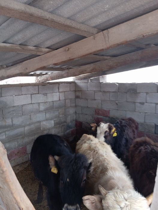 Продам бычков домашних