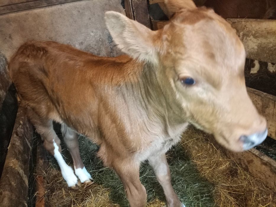 Продам телёнка .