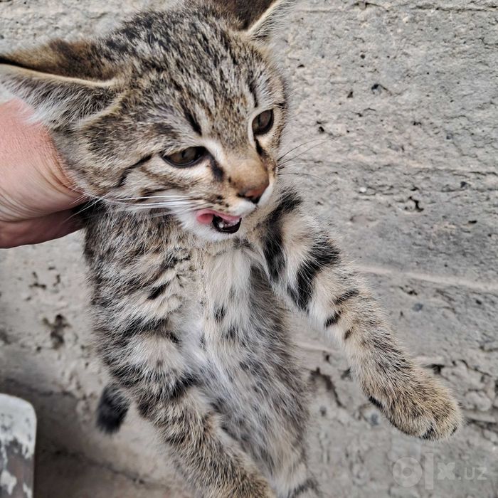 Котята отдается в добрые руки