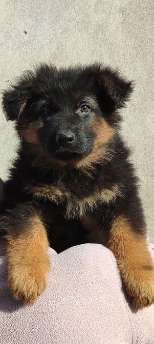 Продается щенок немецкой овчарки