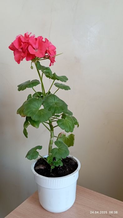 Цветы домашн.г.Астана