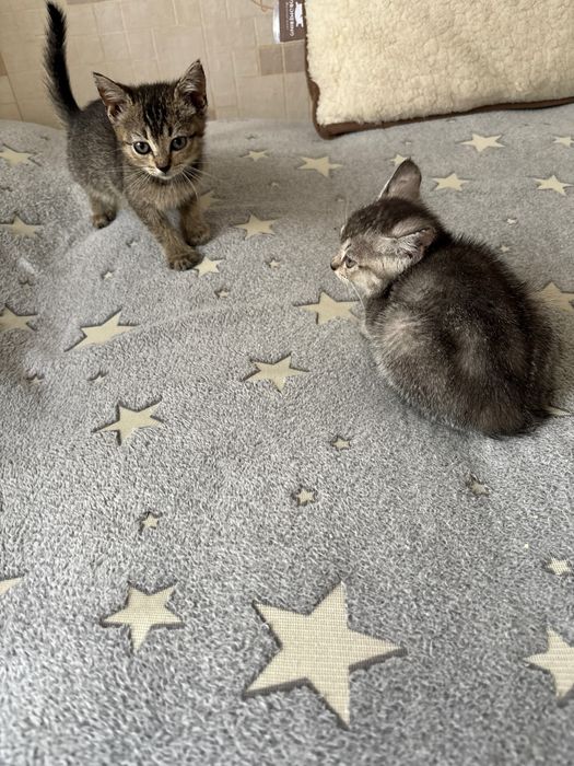 отдам двух котят