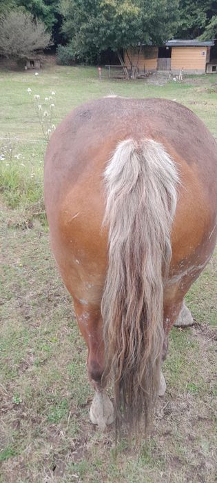 Vand manza de 3/4 ani sau schimb cu vitei sau vaci de abator